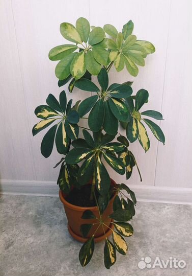 Шефлера вариегатая 60 см