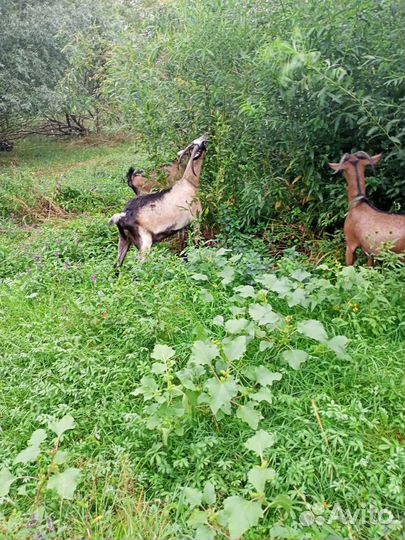 Козы дойные