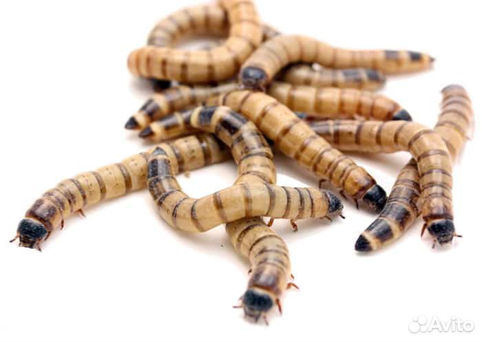 Корма для рептилий. Крысы,мыши, перепелки,зофобас