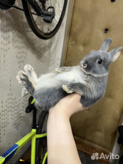 Карликовый кролик