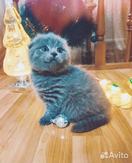 Породистый котёнок