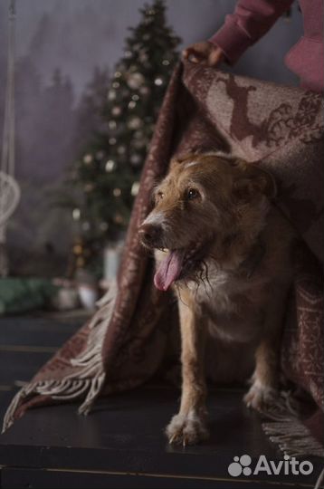 Позитивный рыжик, домашний семейный пёс