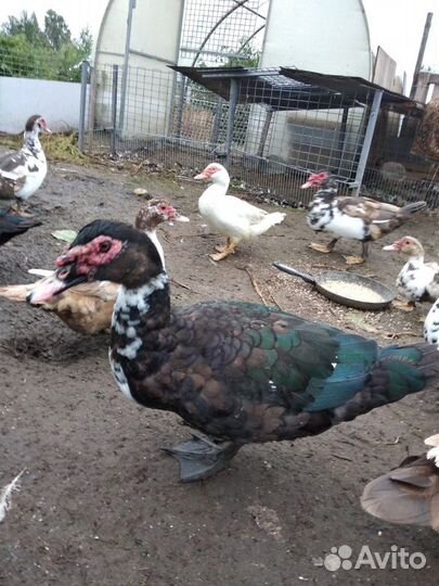 Продам селезней