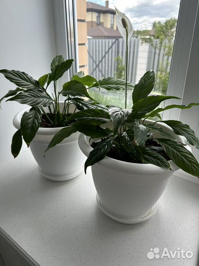 Спатифиллум