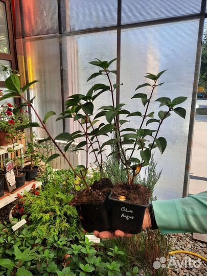 Гортензия метельчатая