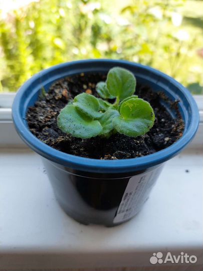 ФиалкаÉmerald Love(Эмералд Лав), E. Kolb