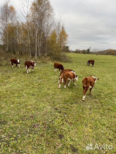 Бычки и тёлки мясной породы