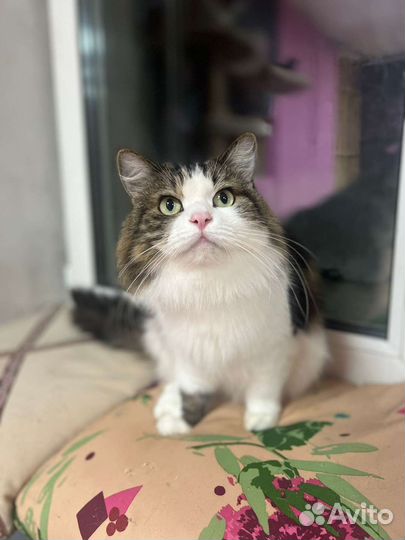 Кошка в дар