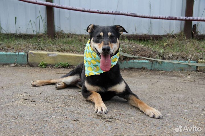 Очень красивый пес