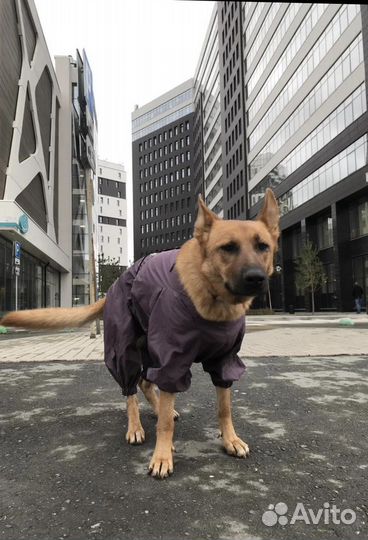 Дождевик для крупной собаки (M-L)