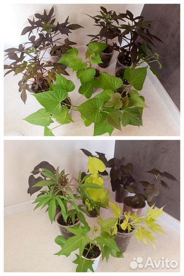 Комнатные растения цветы