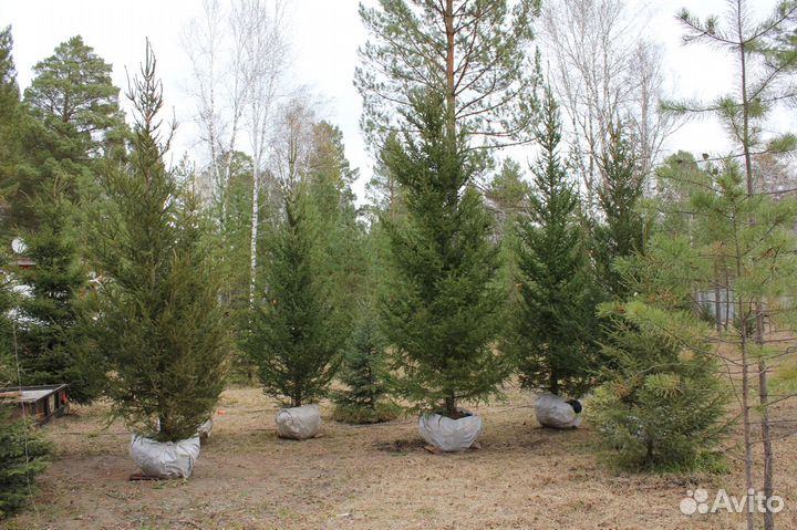 Продажа и пересадка крупномерных деревьев