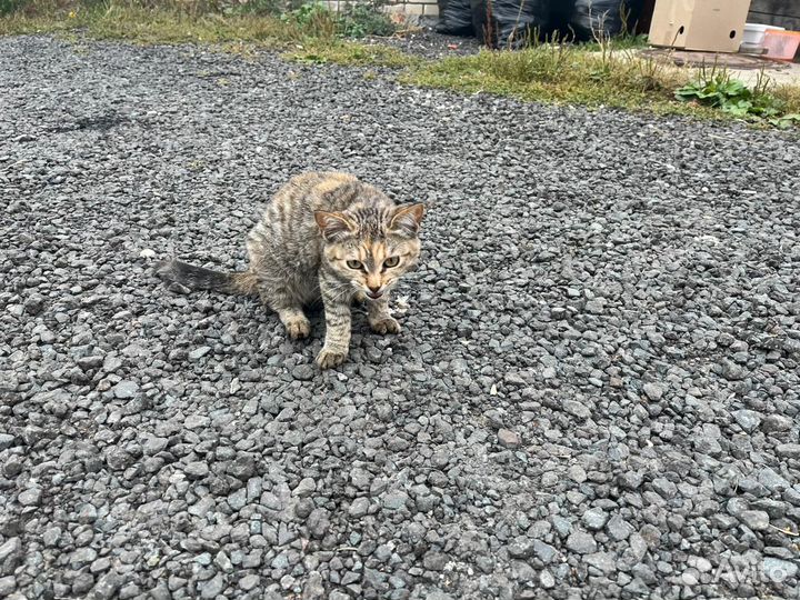 Кошка в дар бесплатно