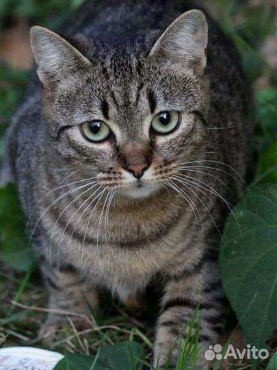 Полосатая кошечка