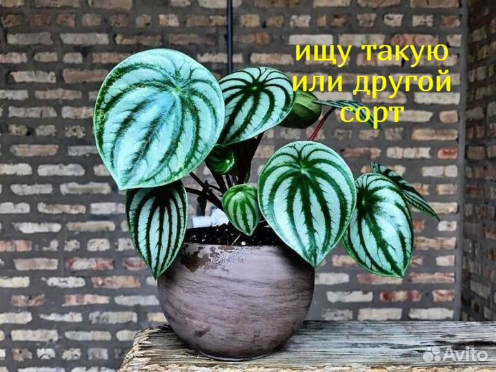 Обмен предлагайте