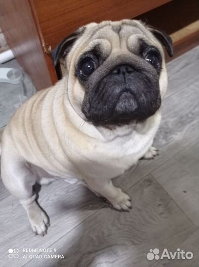 Мопс вязка мальчик