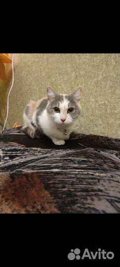 Кошка