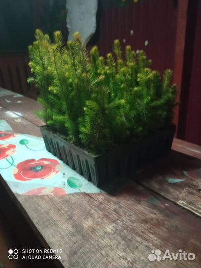 Сеянцы сосны обыкновенной