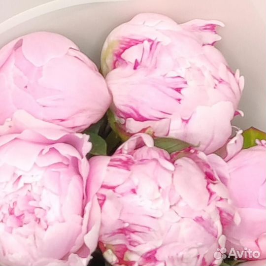 Букет из 5 импортных пионов (Economy)