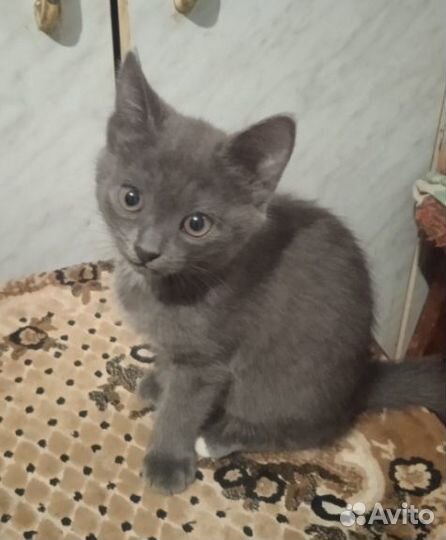 Котенок в добрые руки