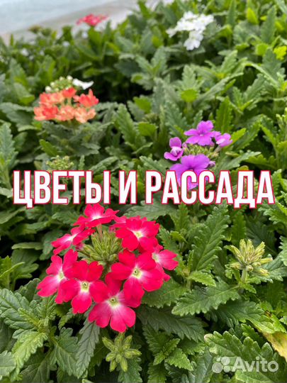Рассада цветов и овощей