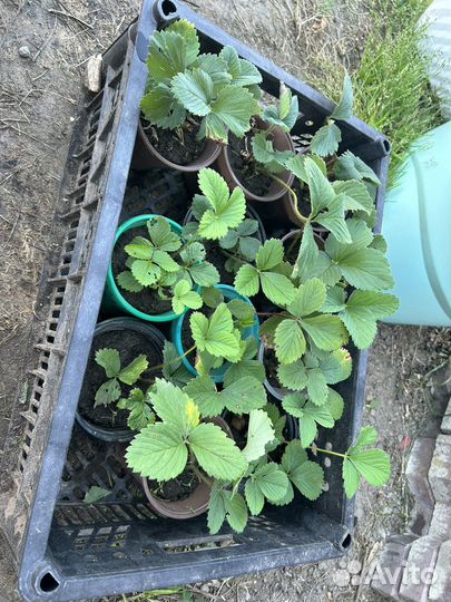 Рассада клубники