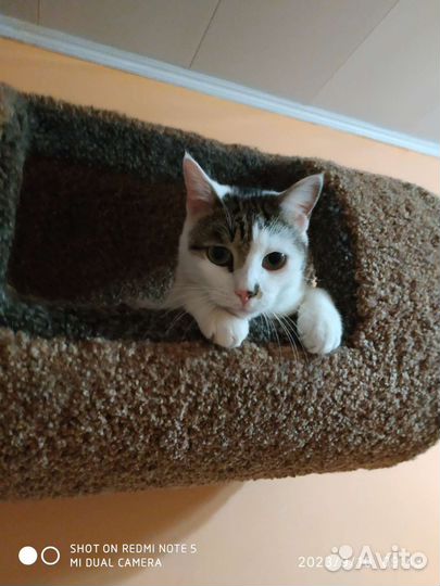 Котик ищет дом