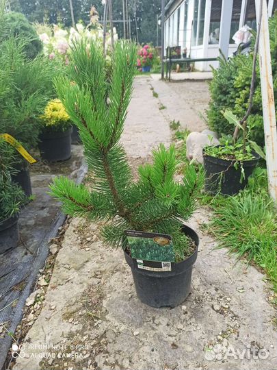 Сосна горная гном