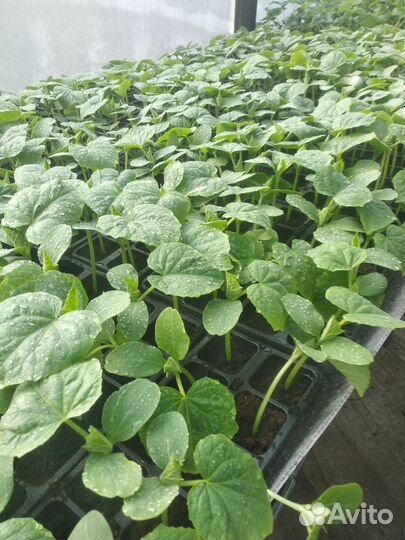 Рассада огурцов