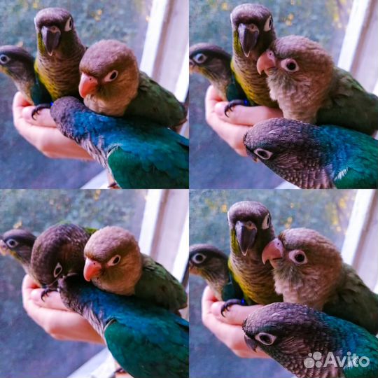 Пиррура попугай выкормыши, принцесса, барабантовый