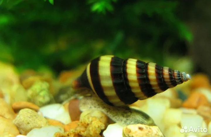 Креветки, улитки хелена, аквариумное растение