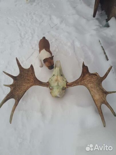 Продам рога лося