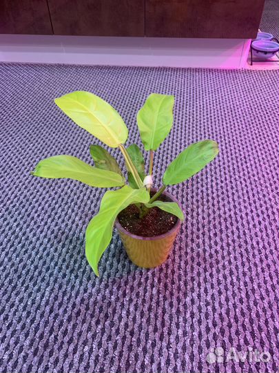 Филодендрон малаяголд