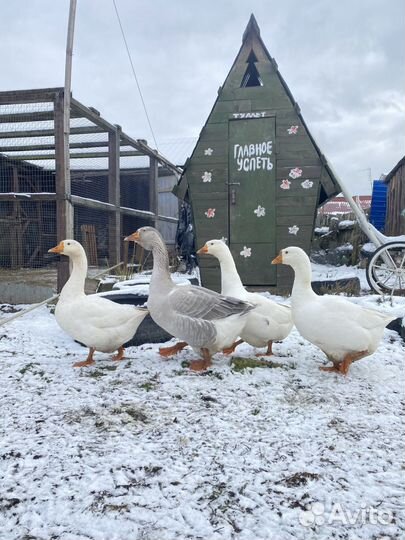 Гуси семья