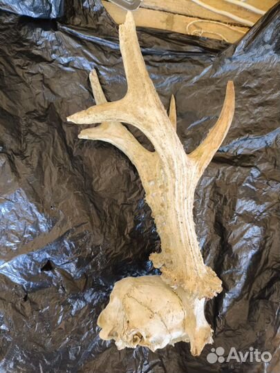 Рога косули, (наверно косули)