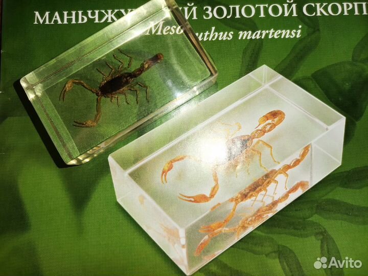 Скорпион из коллекции насекомых