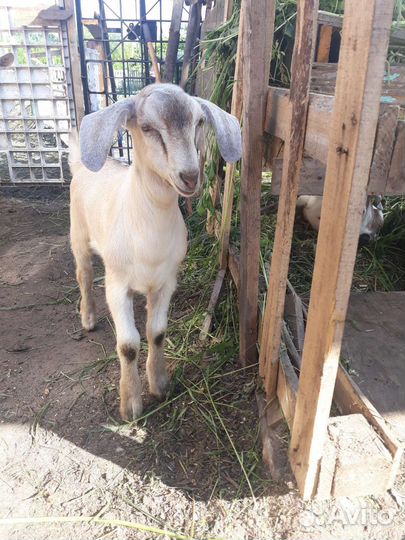 Козлята на племя