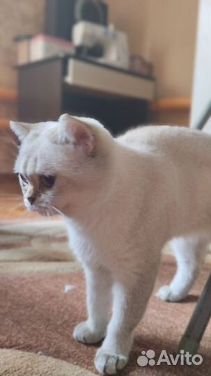 Кошечка породы Золотая шиншила