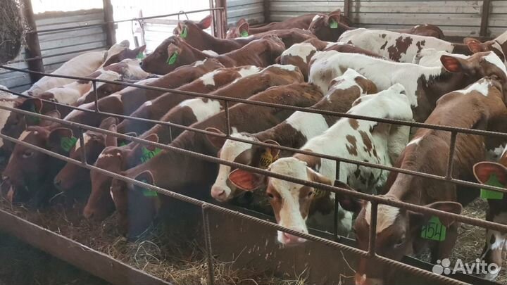 Телята бычки