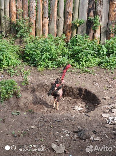 Бойцовые куры