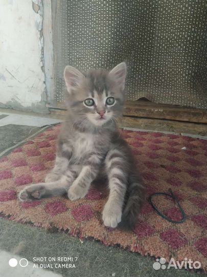 Котёнок котик