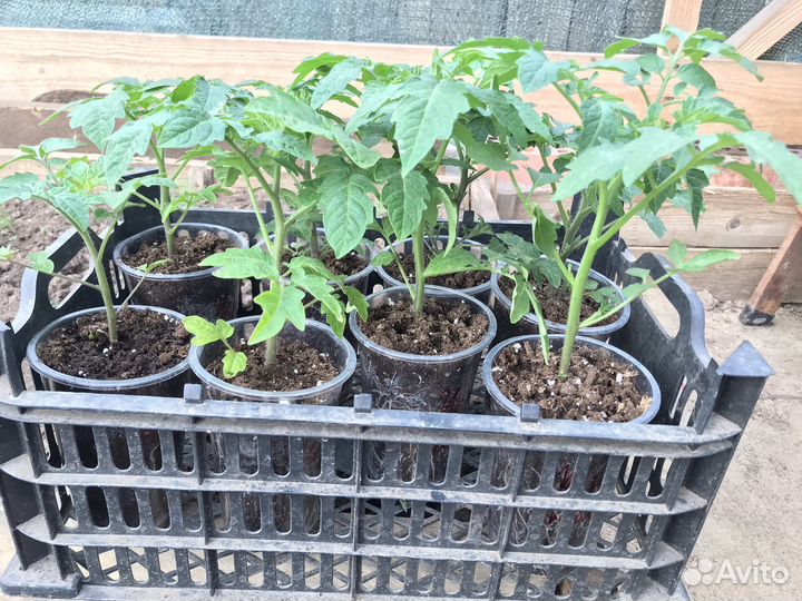 Рассада помидор