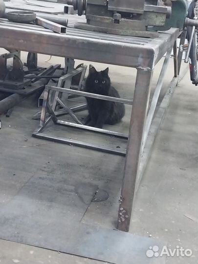 Кошки бесплатно