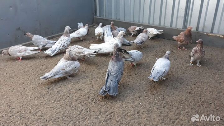 Голуби бойные