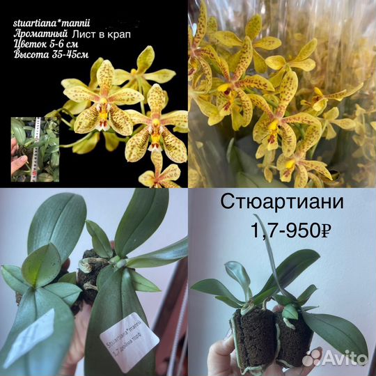 Орхидея подросток