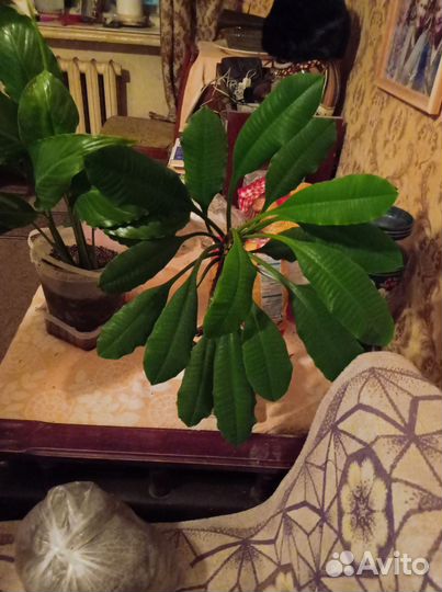 Кактус молочай