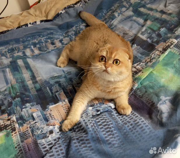 Кошечка