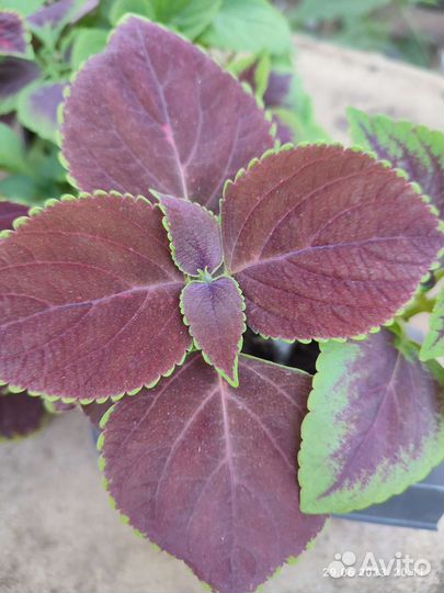 Колеусы вегетативные