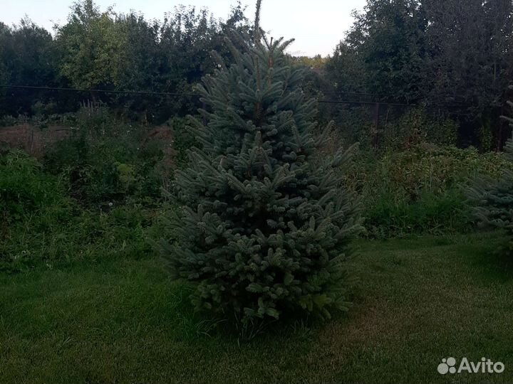 Ель голубая