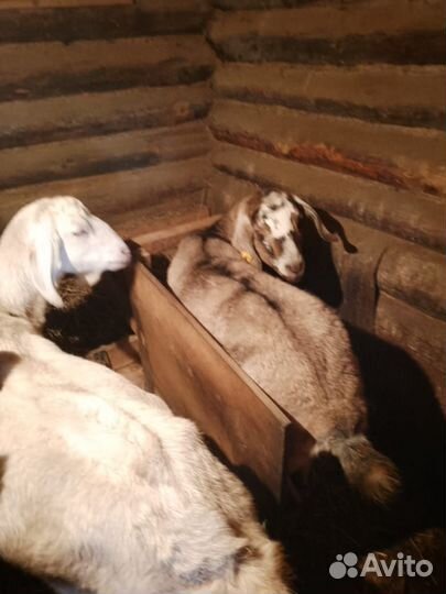 Дойные нубийские козы